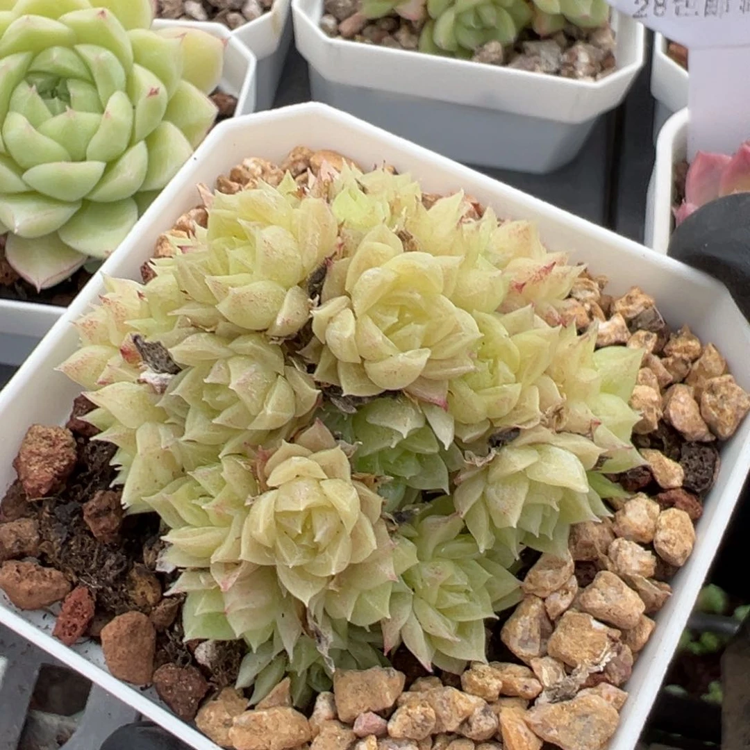 优选麦秆福利3292