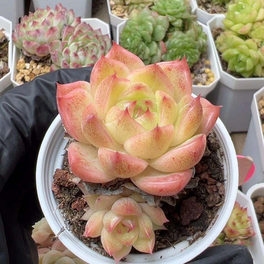 优选麦秆福利5348