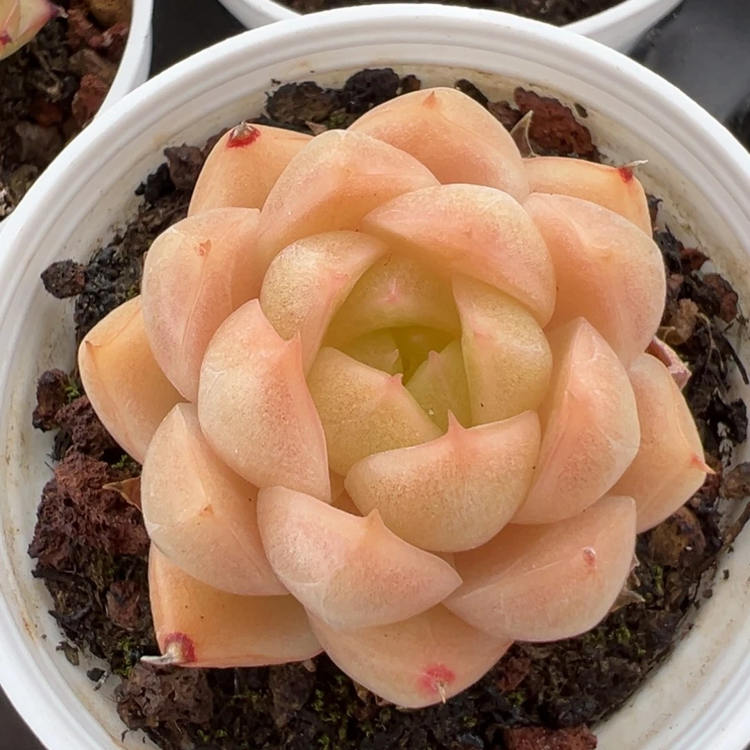 优选麦秆小精品3100
