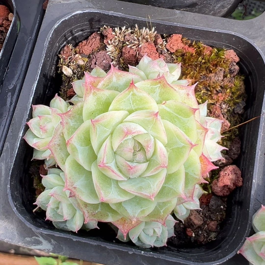 优选潘多拉手捧花6308