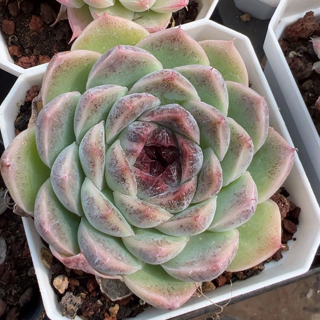 优选太妃糖福利6577