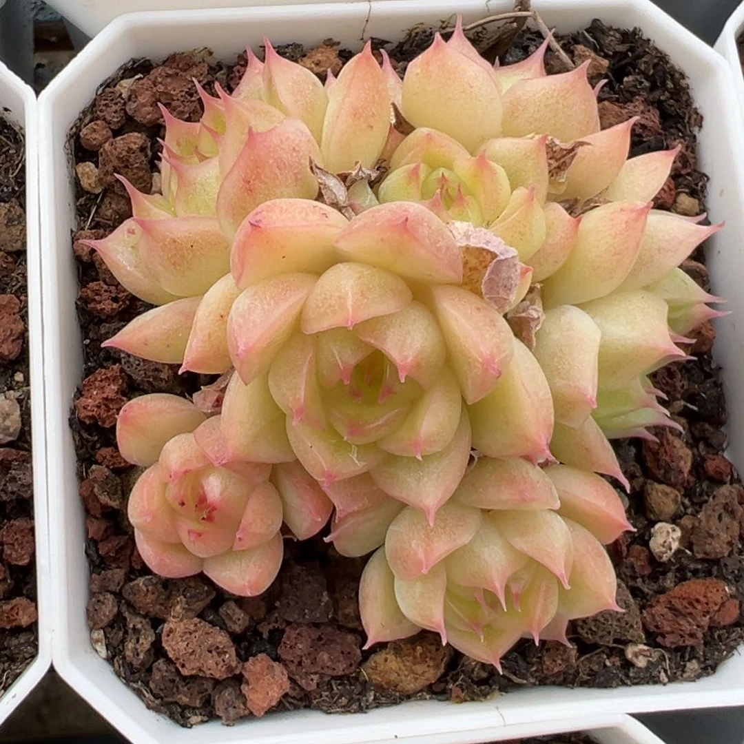 优选麦秆福利6013