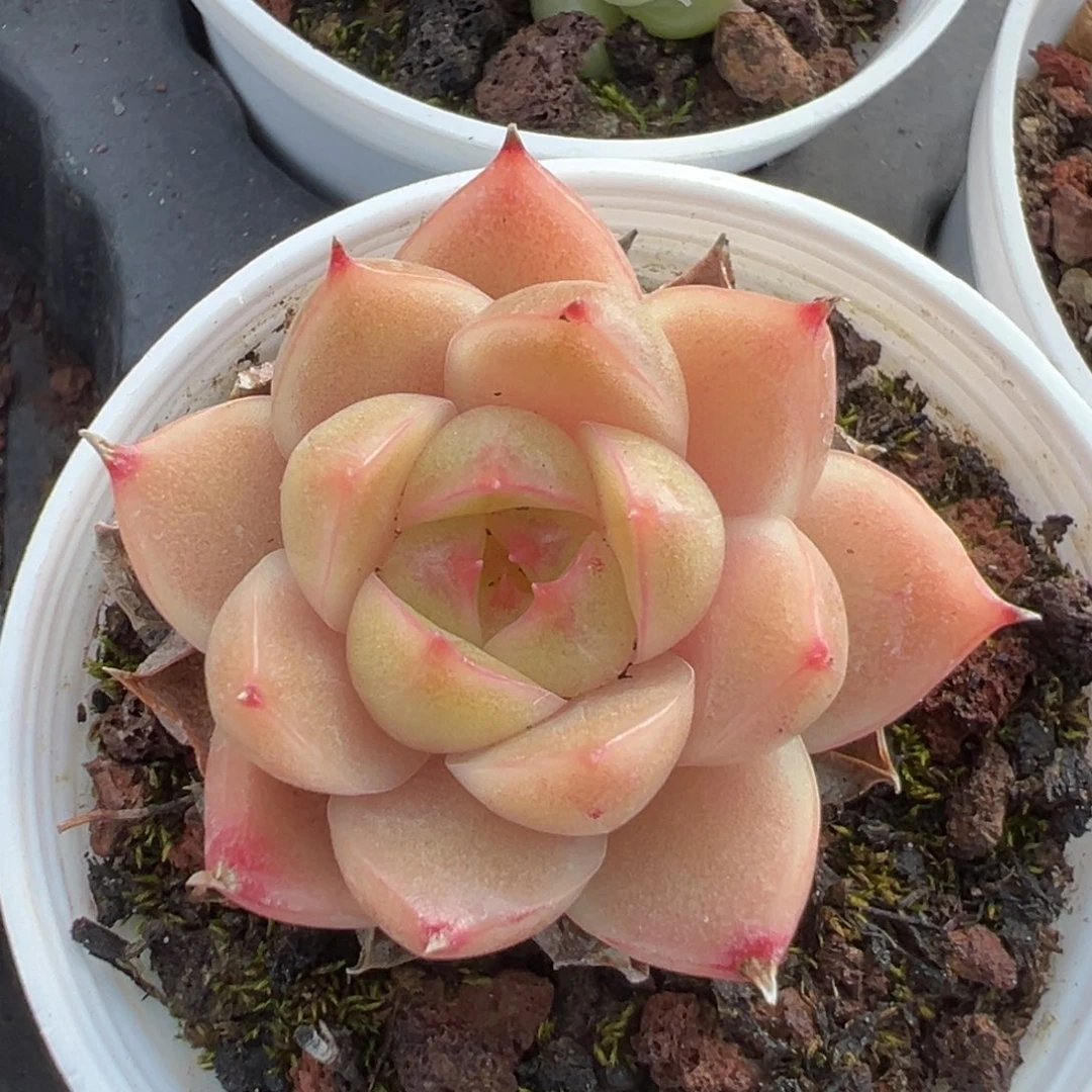 优选麦秆小精品3107