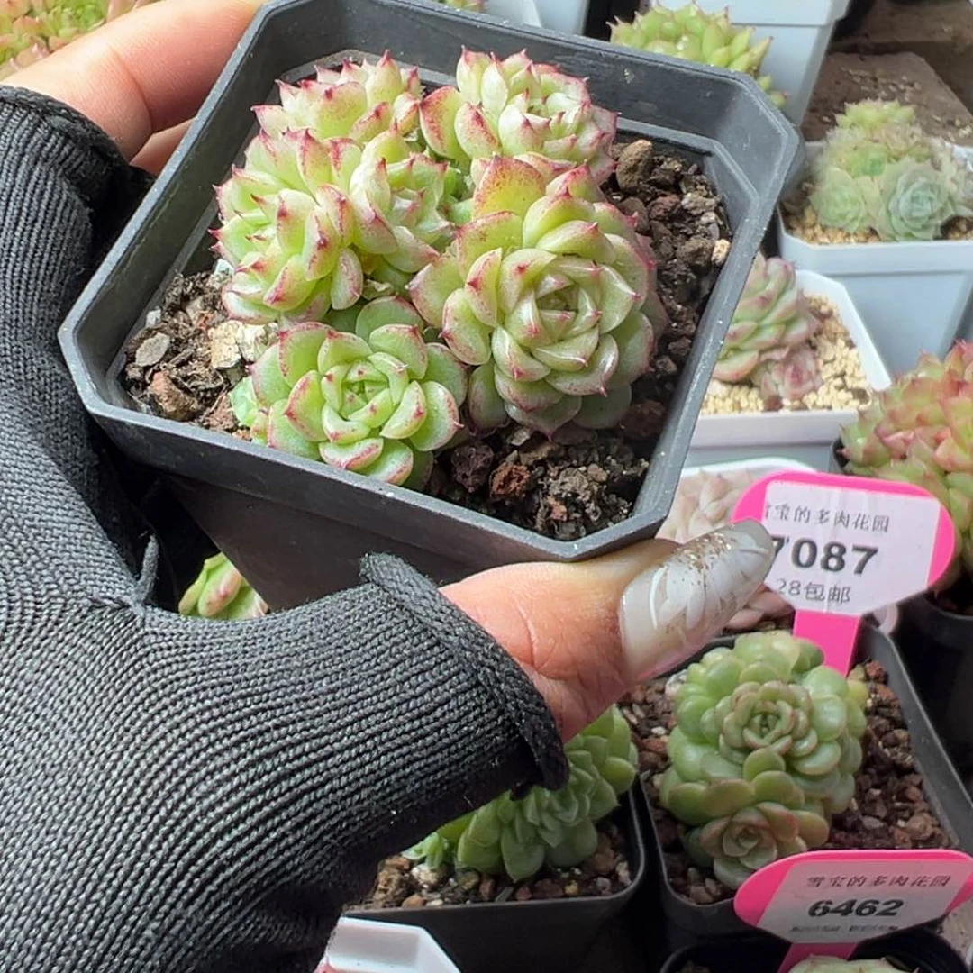 优选趴地麦秆6380