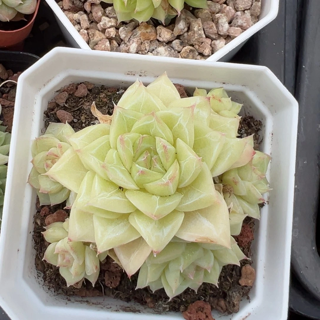 优选白天鹅福利2286