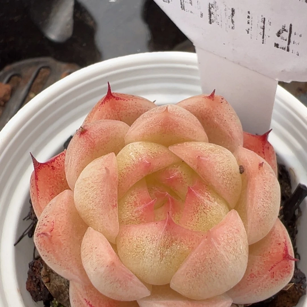 优选麦秆福利2243