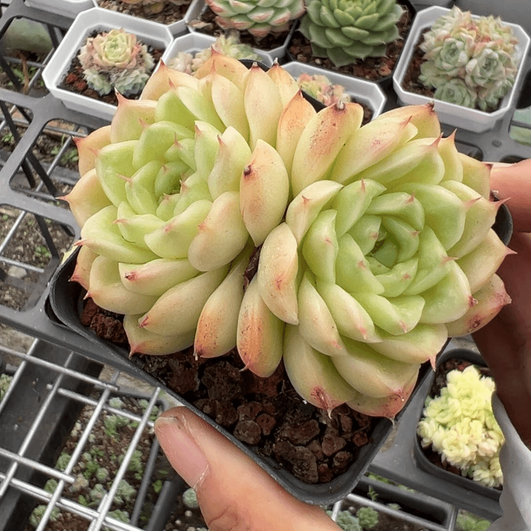 优选麦秆福利826