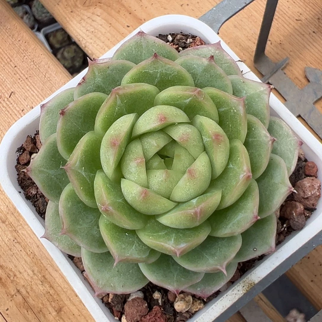 优选编号麦秆3369