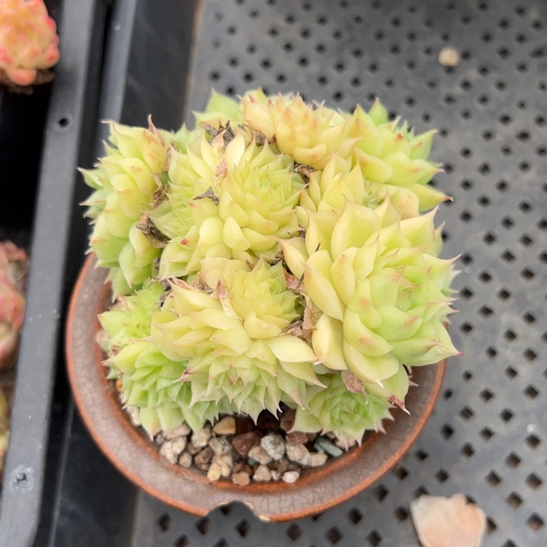 嘉优选麦秆福利6698