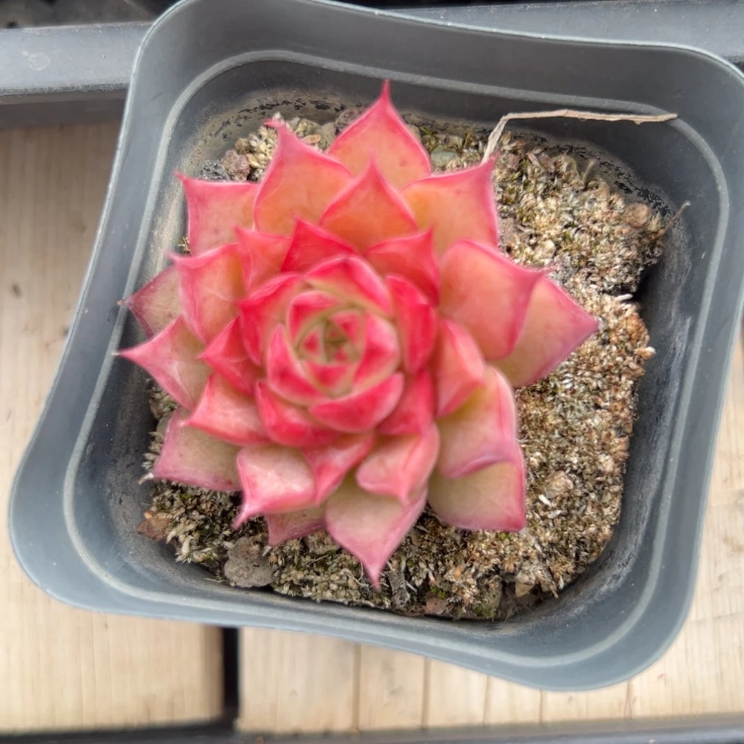 嘉优选麦秆福利7201