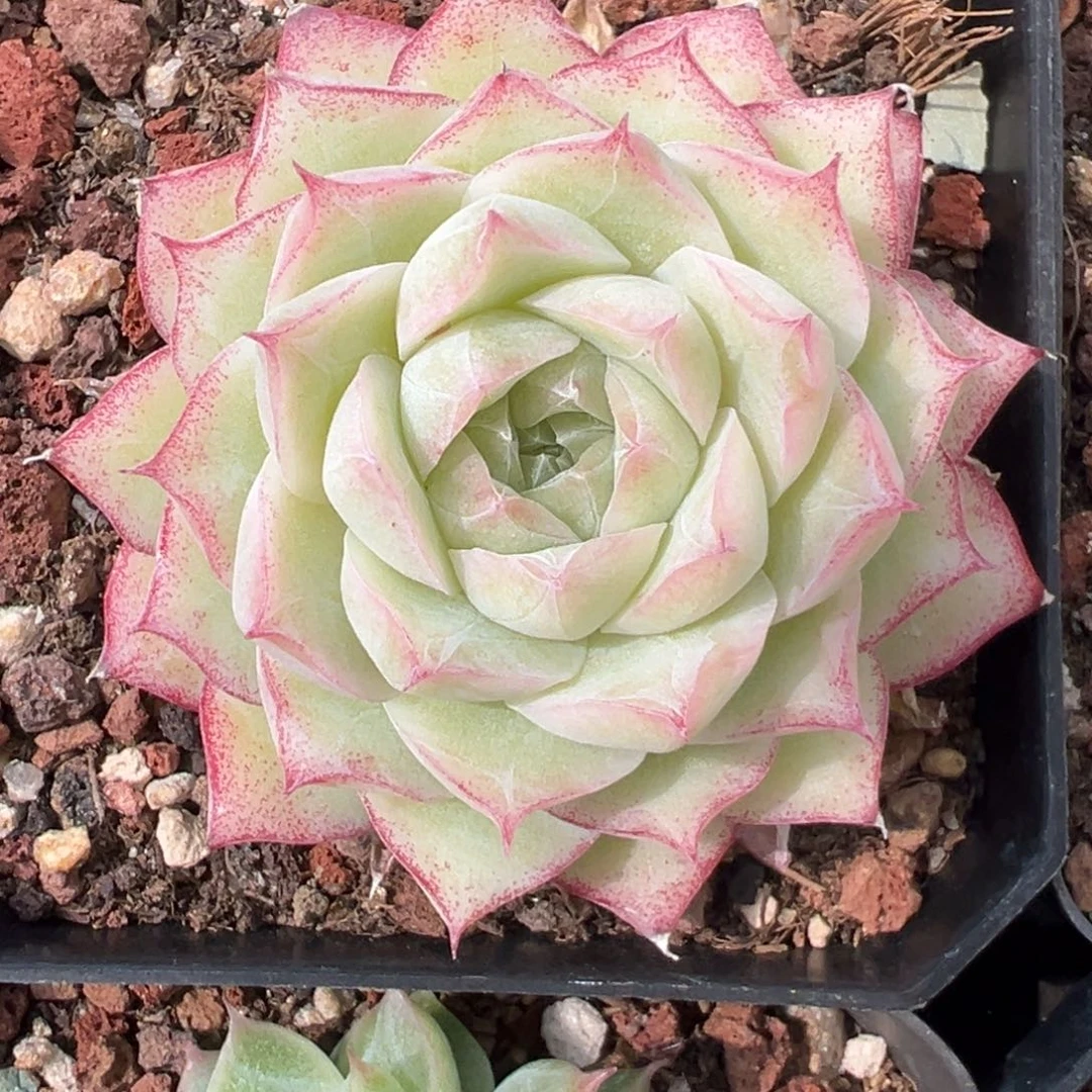 优选玫瑰花女王6622