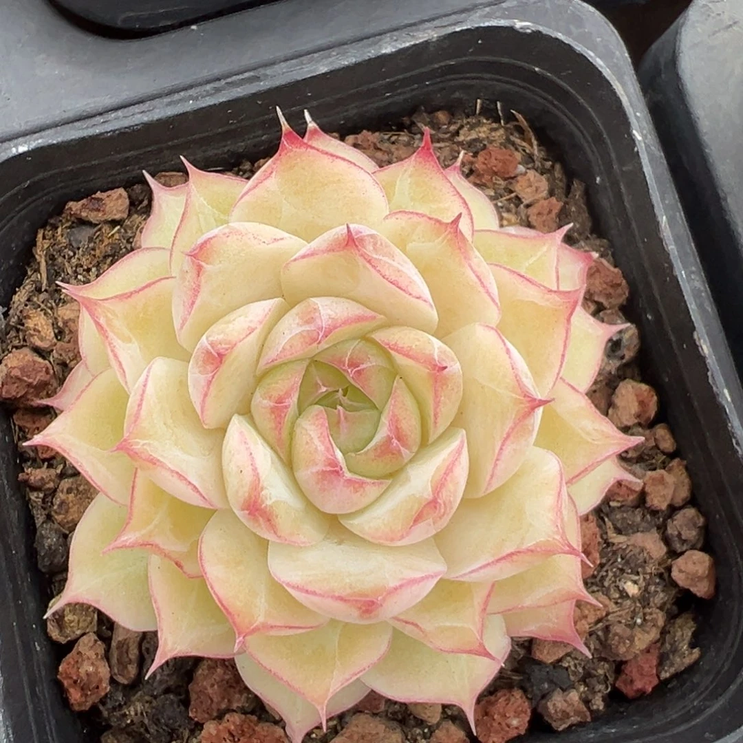 优选女王福利6327