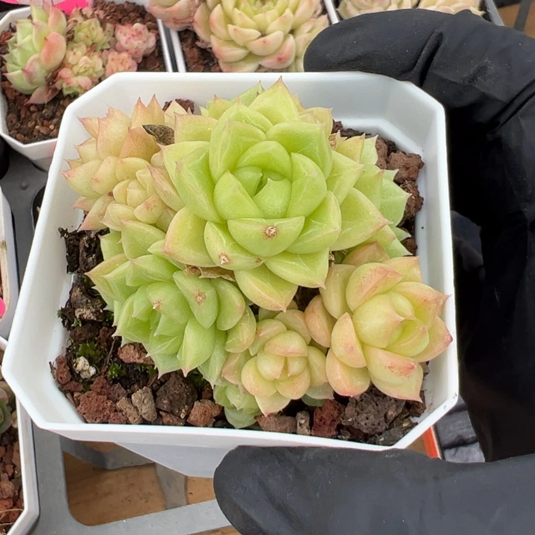 优选麦秆t71福利3300