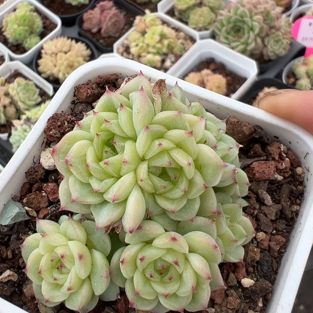 优选麦秆A111福利3414
