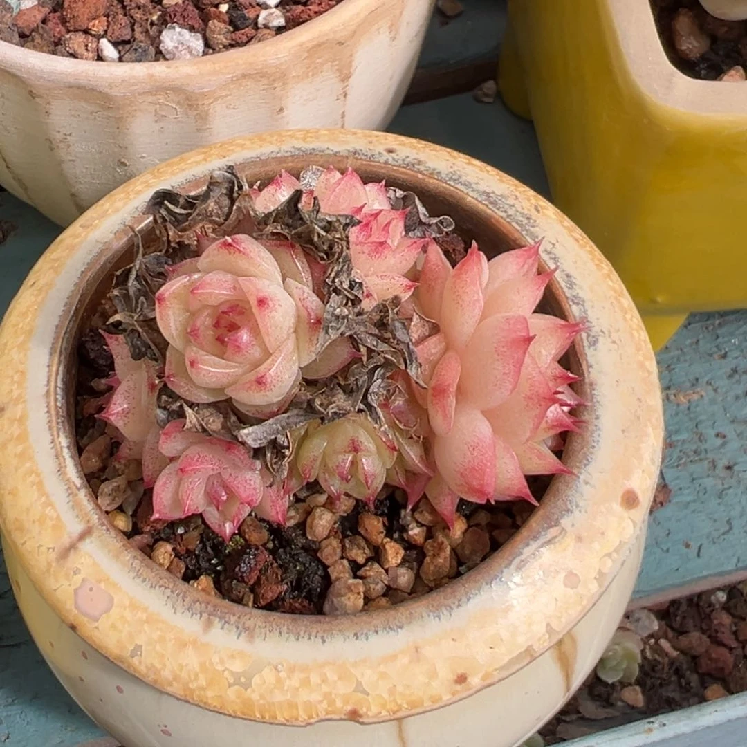 喜***茶优选麦秆福利6526