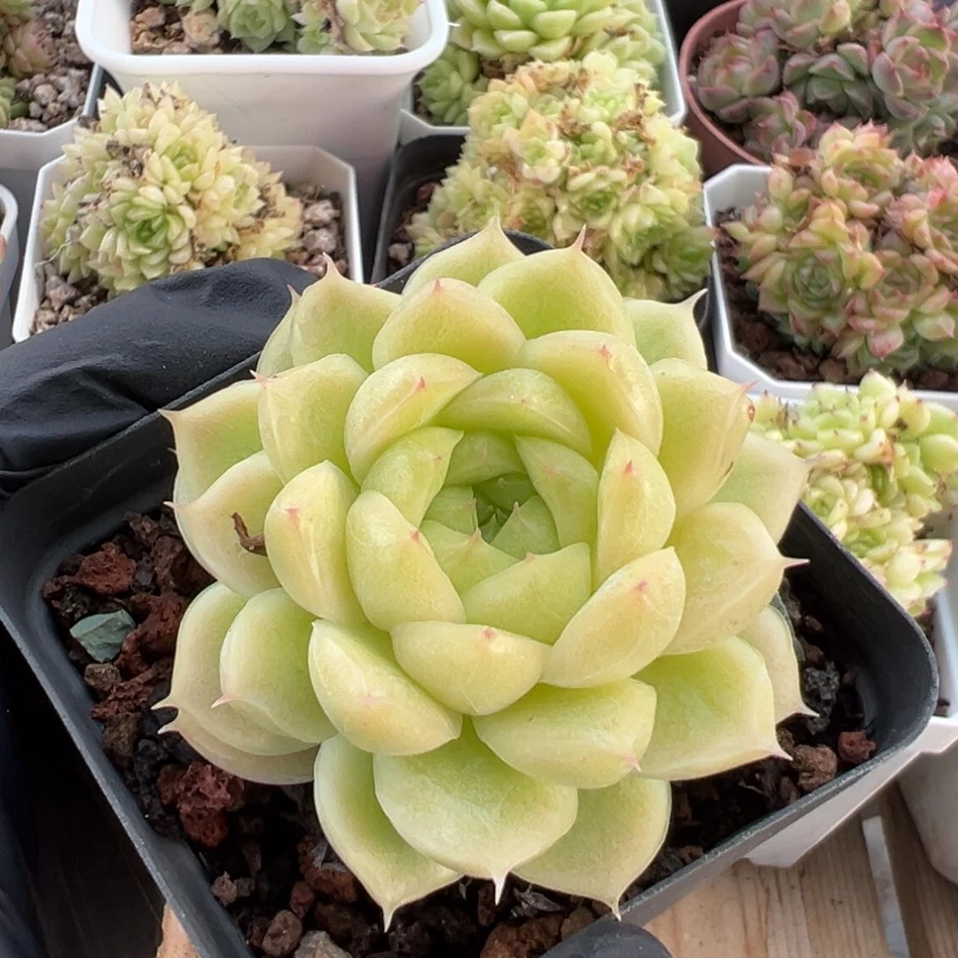 优选麦秆福利2920