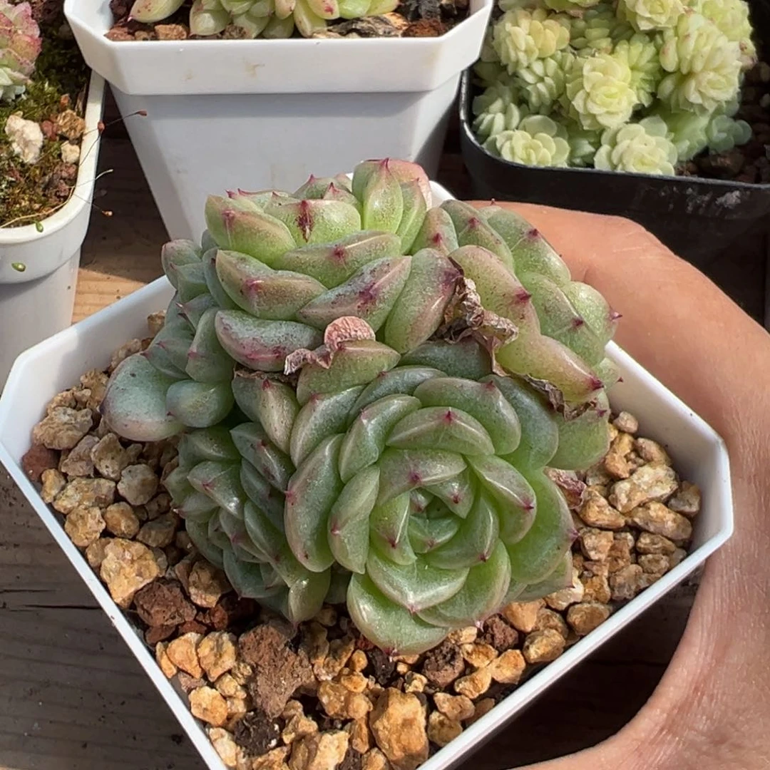 优选12号麦秆福利6440