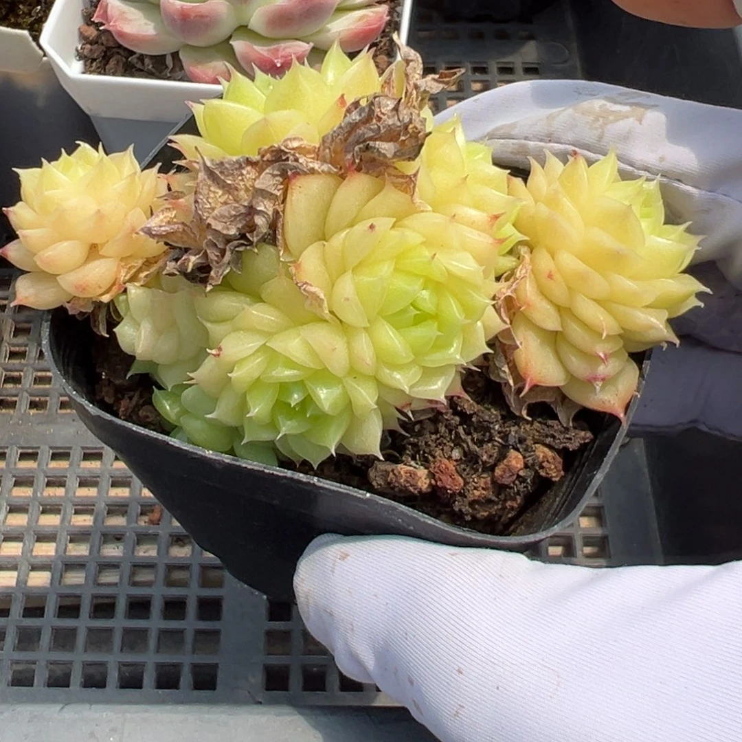 优选麦秆福利2922