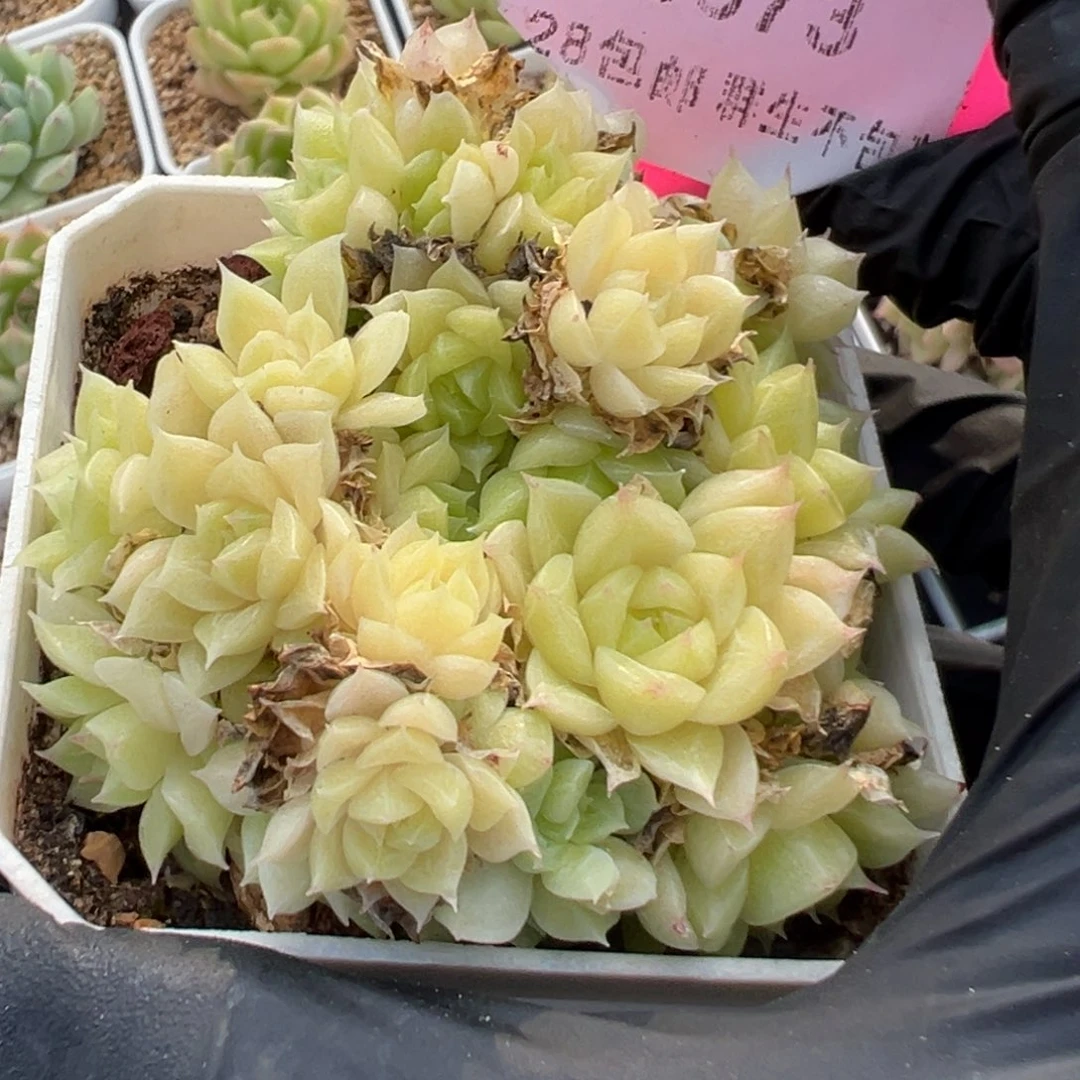 优选麦秆福利3073