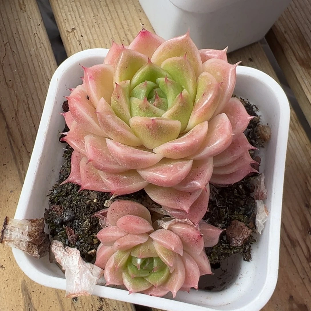 优选麦秆福利5795