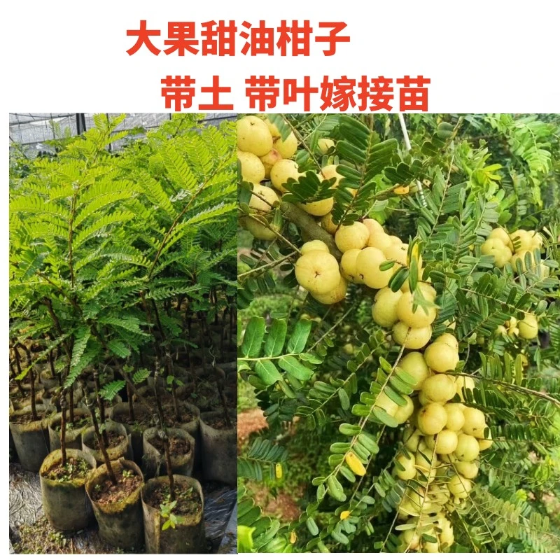 双季大个小核甜油柑子树苗嫁接苗耐寒余柑果牛柑子果苗南方北方