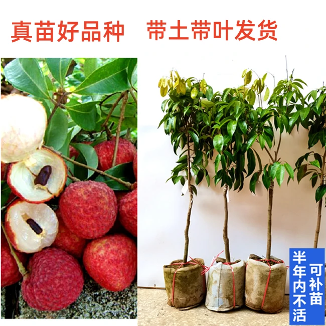 改良冰荔仙进奉桂味无核荔枝鸡嘴荔嫁接苗水果树苗荔枝四季易种
