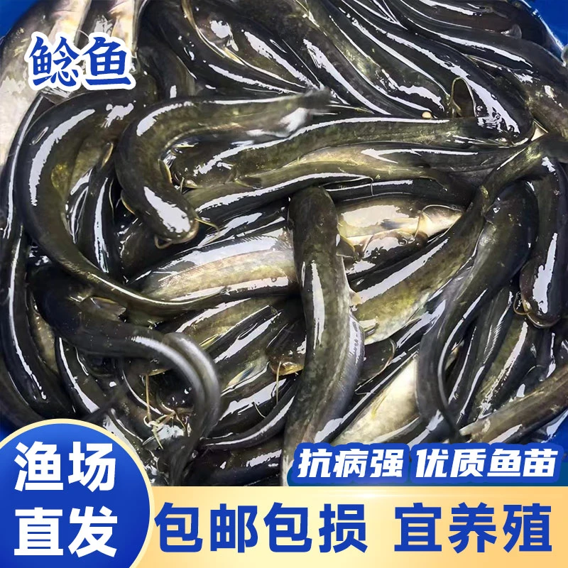 土鲶鱼沟鲶小口鲶渔场直发食用观赏鱼包活四川批发