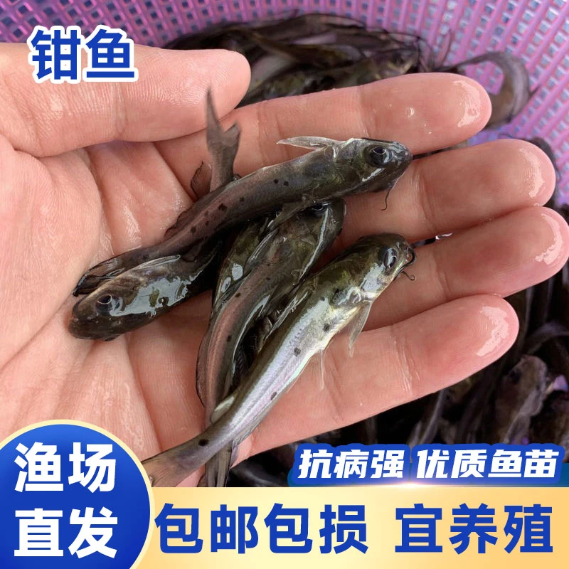 钳鱼斑点叉尾鮰鱼苗班点梭边鱼鲶鱼科淡水好养殖食用耐活四川批发