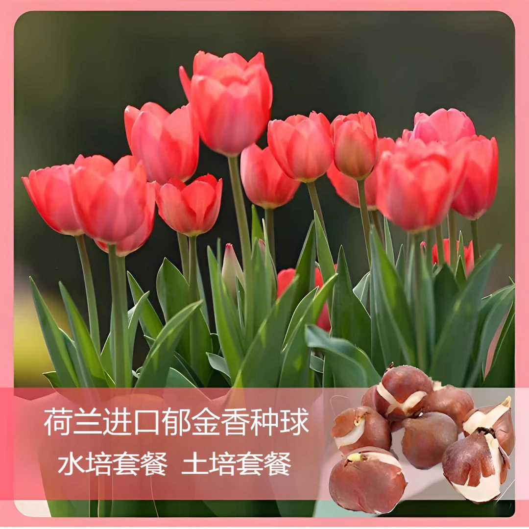 【荷兰进口郁金香种球5度球】精选土培水培 耐寒球根花卉室内客厅