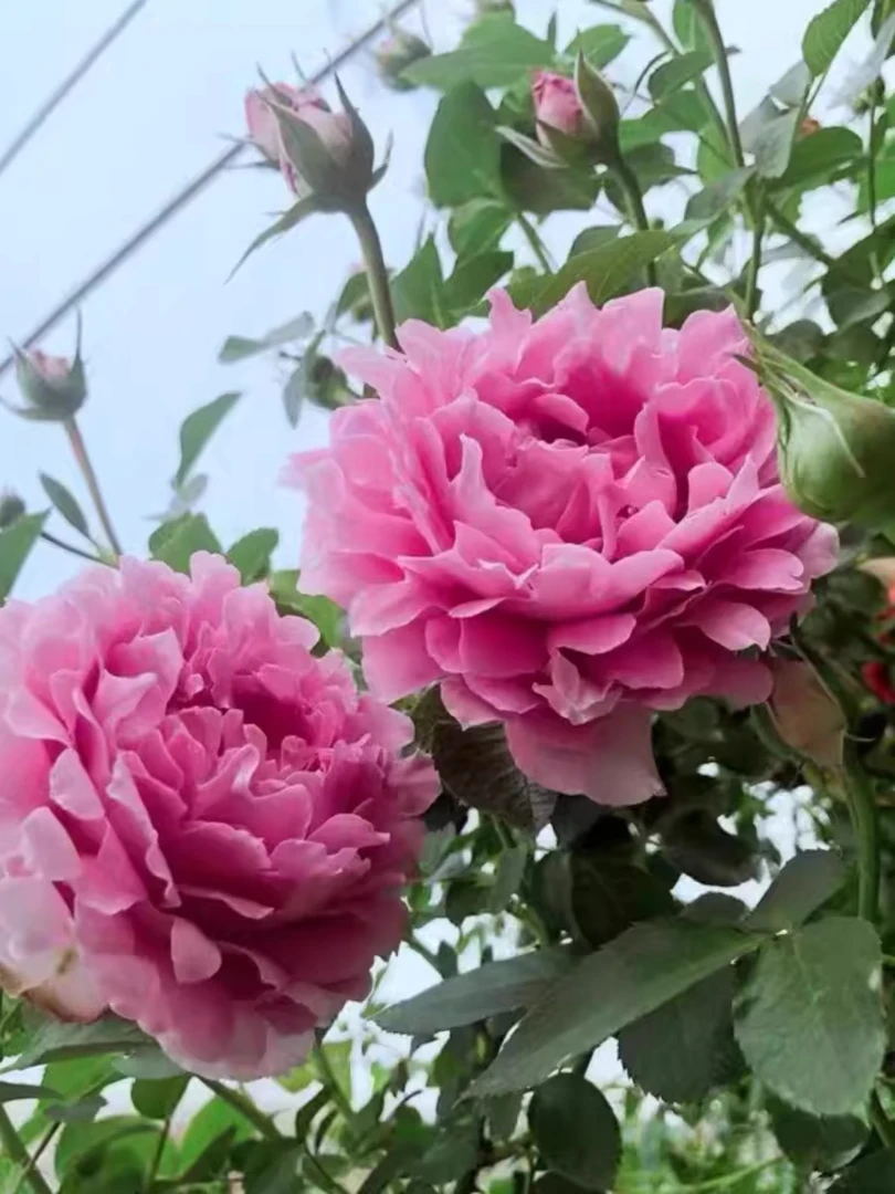 梦幻褶边月季花苗特大花开花粉色玫瑰波浪边室内阳台四季盆栽中苗