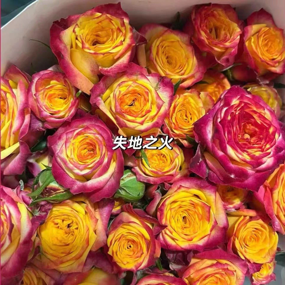 新品失地之火多头玫瑰扦插苗阳台庭院花期长盆栽月季花苗四季中苗