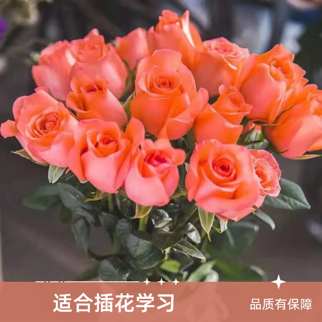 新鲜影星橘粉色玫瑰新鲜采摘室内鲜花水养鲜花