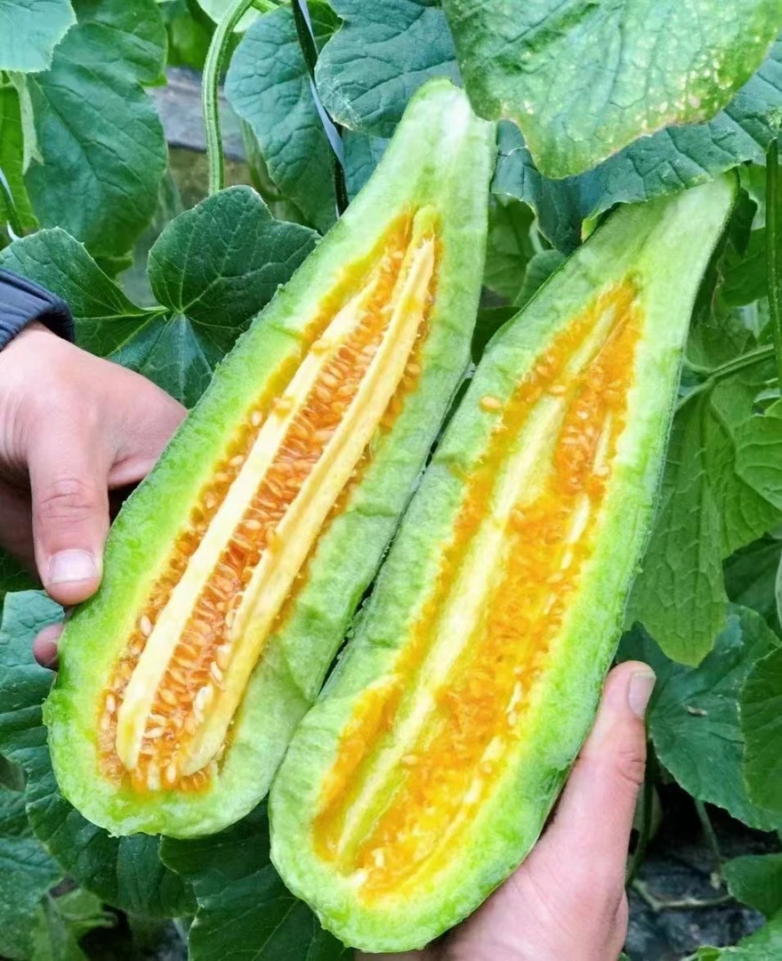 山东羊角蜜博洋61甜瓜现摘现发脆甜多汁4.5斤左右