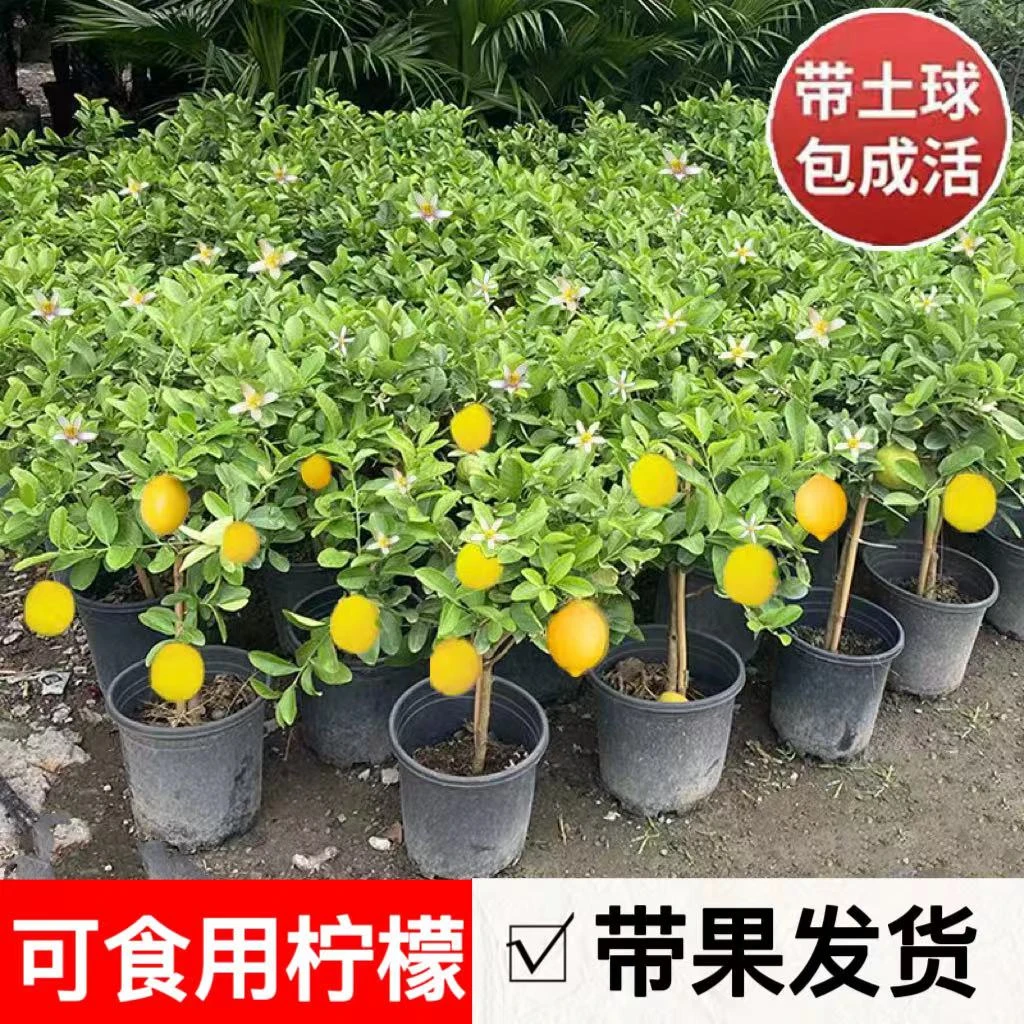 【当年结果】香水柠檬树苗盆栽植物庭院室内外可种植食用柠檬绿植