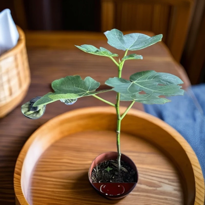 （趣果园专属）优选无花果树苗扦插苗盆栽地栽树苗养护耐旱无花果苗