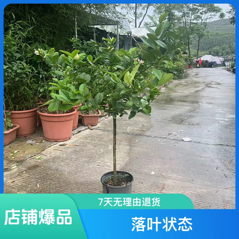 广东四季香水柠檬棒棒糖树型盆栽地栽阳台庭院室内外可食用