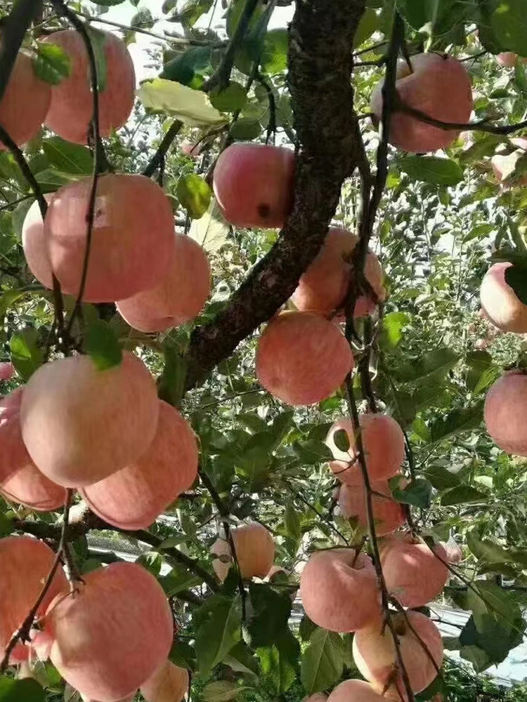 十斤家庭装 微瑕新鲜脆甜红富士苹果当季水果嘎嘎好吃