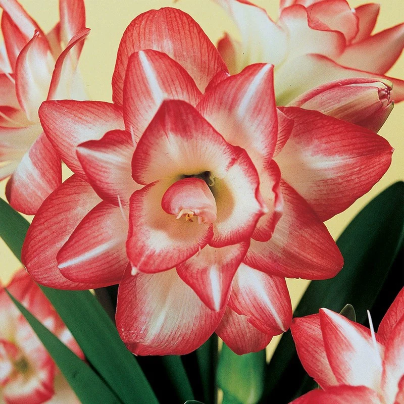 现货 花孔雀/孔雀开屏 进口朱顶红种球 28-30