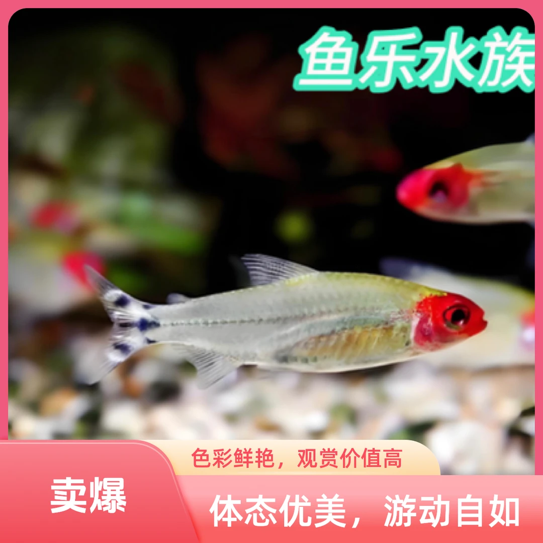 红鼻鱼 鱼乐水族观赏鱼灯科