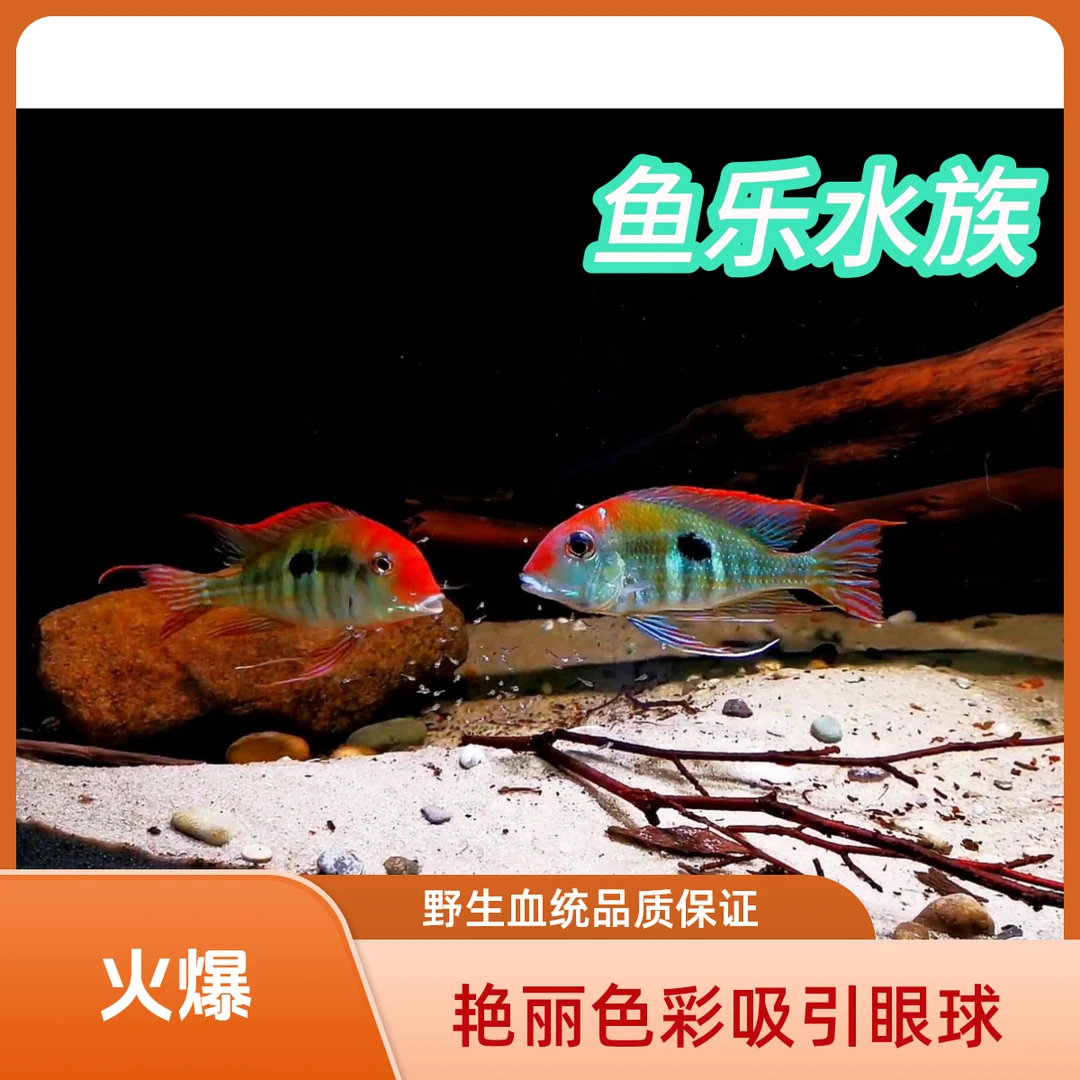 红头力关刀 斯维尼关刀 鱼乐水族