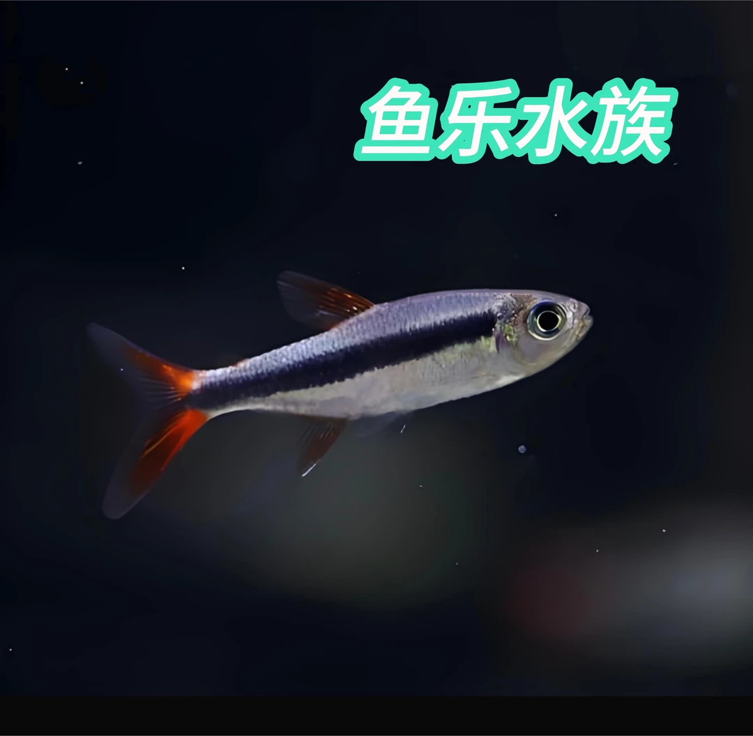 赤焰绿翡翠灯鱼 鱼乐水族观赏鱼灯科