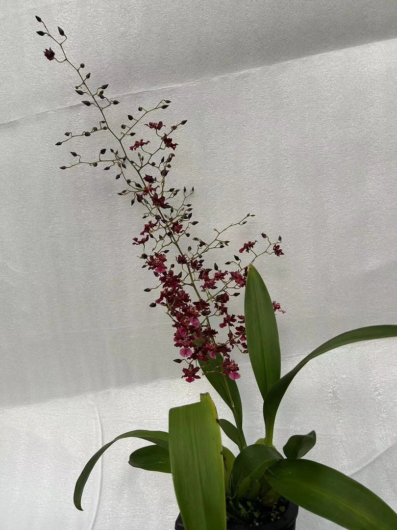 文心兰（泰国香水文心）带花剑，花包，原盆原土发货