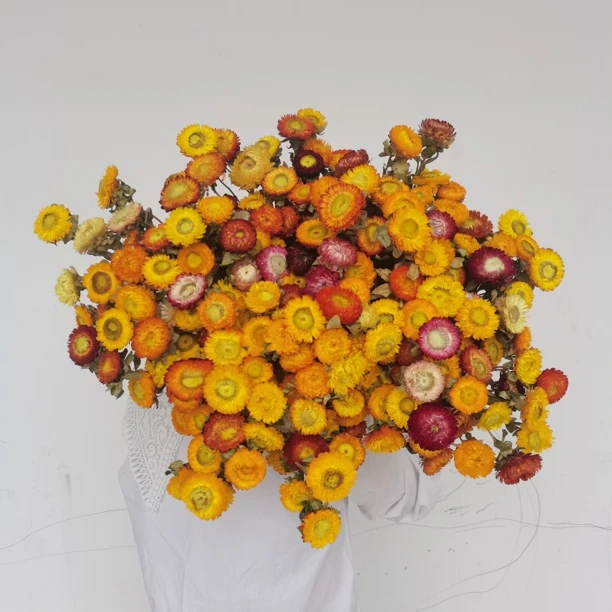 天然干花小雏菊真花风干花束客厅摆设ins风插花客厅餐桌装饰摆件