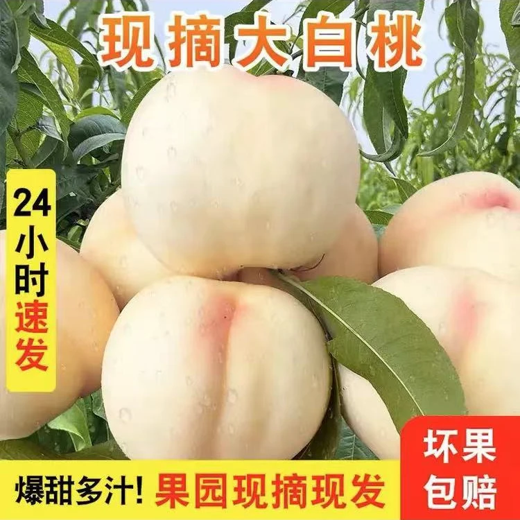 2024湖北新开园大蜜桃新鲜桃子脆桃当季水果脆甜桃中秋王现摘现发