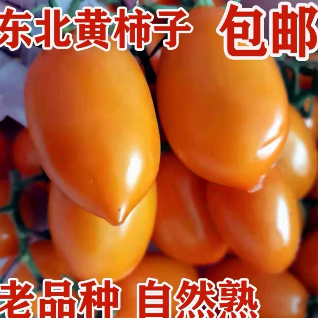 正宗东北黄罗曼柿子小黄柿子浓郁多汁农家特产黑土地种植2斤5斤