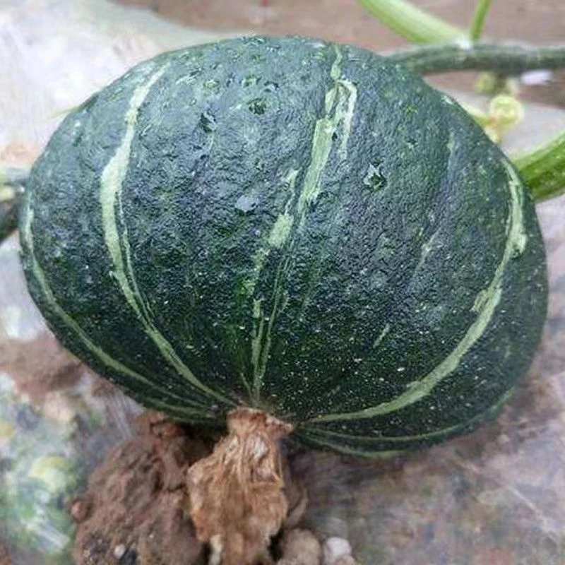 东北窝瓜绿皮谢花面板栗窝瓜南瓜当季新鲜蔬菜倭瓜2斤/5斤包邮