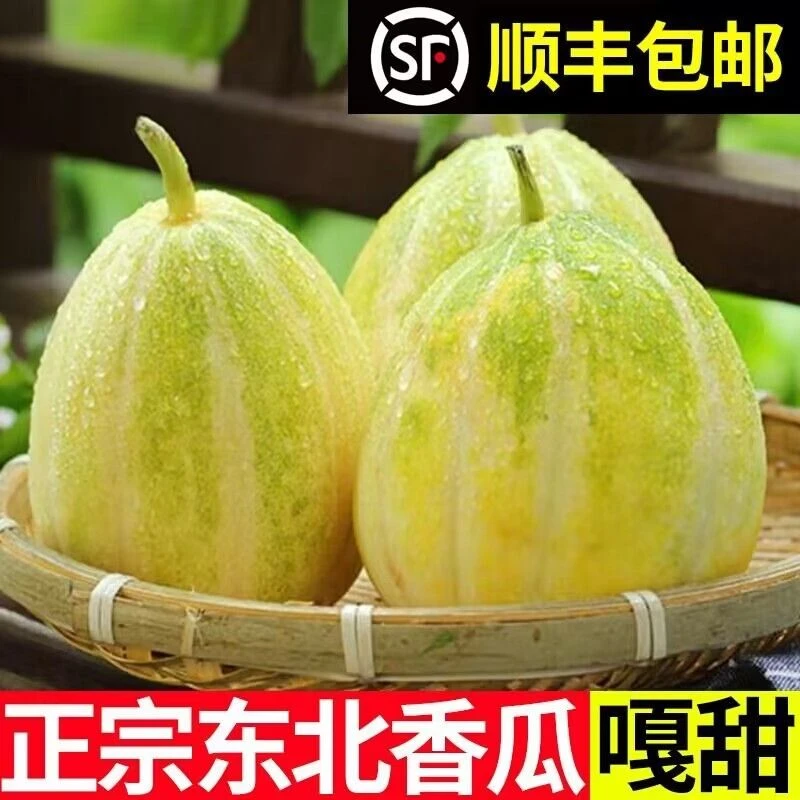 顺丰包邮正宗东北香瓜金飞香瓜京密香瓜新鲜农家黑土地种植自然