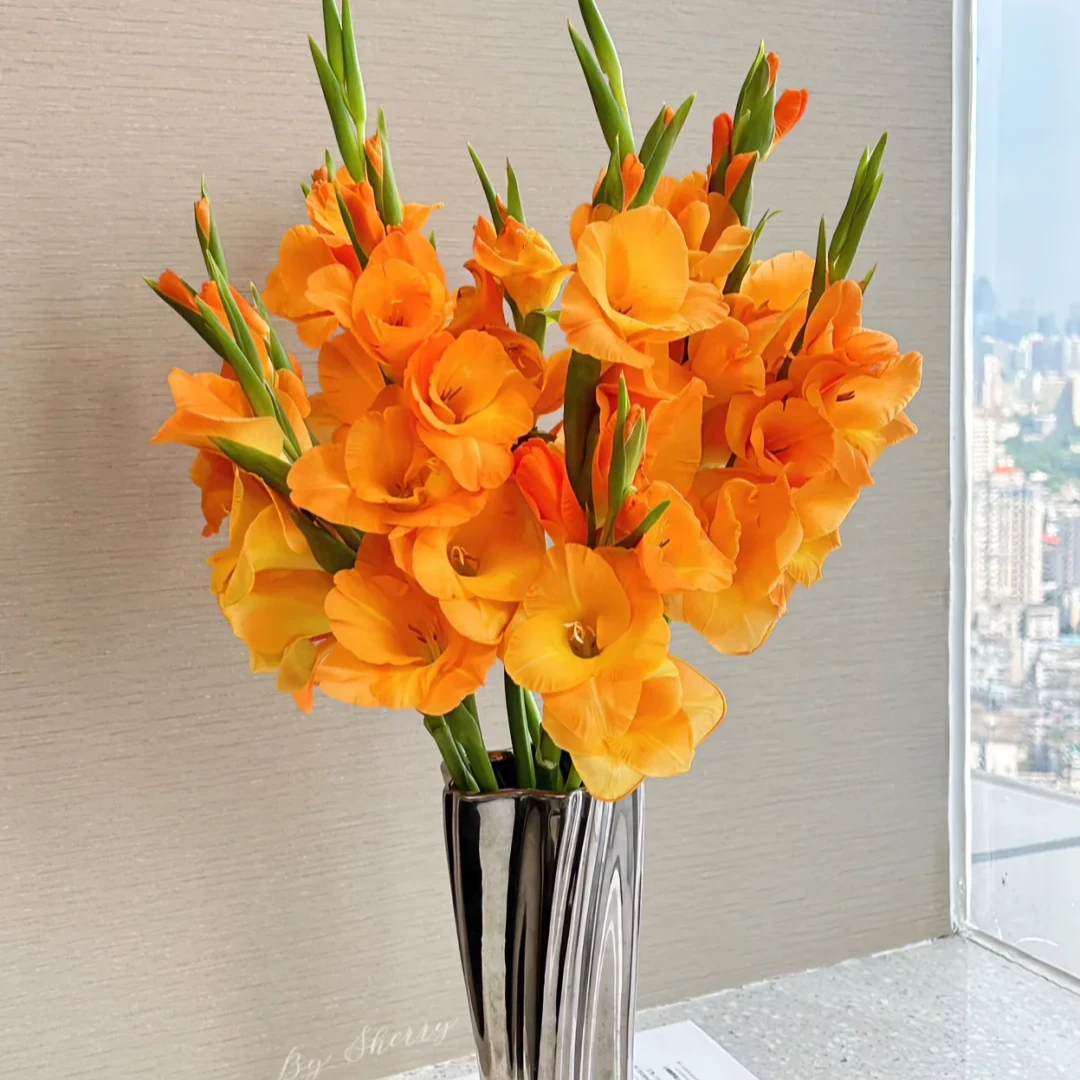【橙色剑兰】橙色紫剑兰10枝  节节高升 包邮（涛）