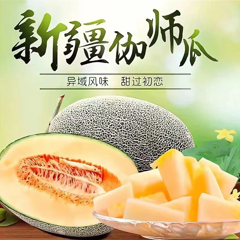 空运 伽师瓜 新疆伽师二号瓜 10-11斤
