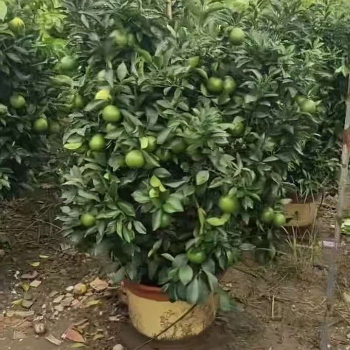 庭院的报恩树，惊喜多多，原盆盆栽